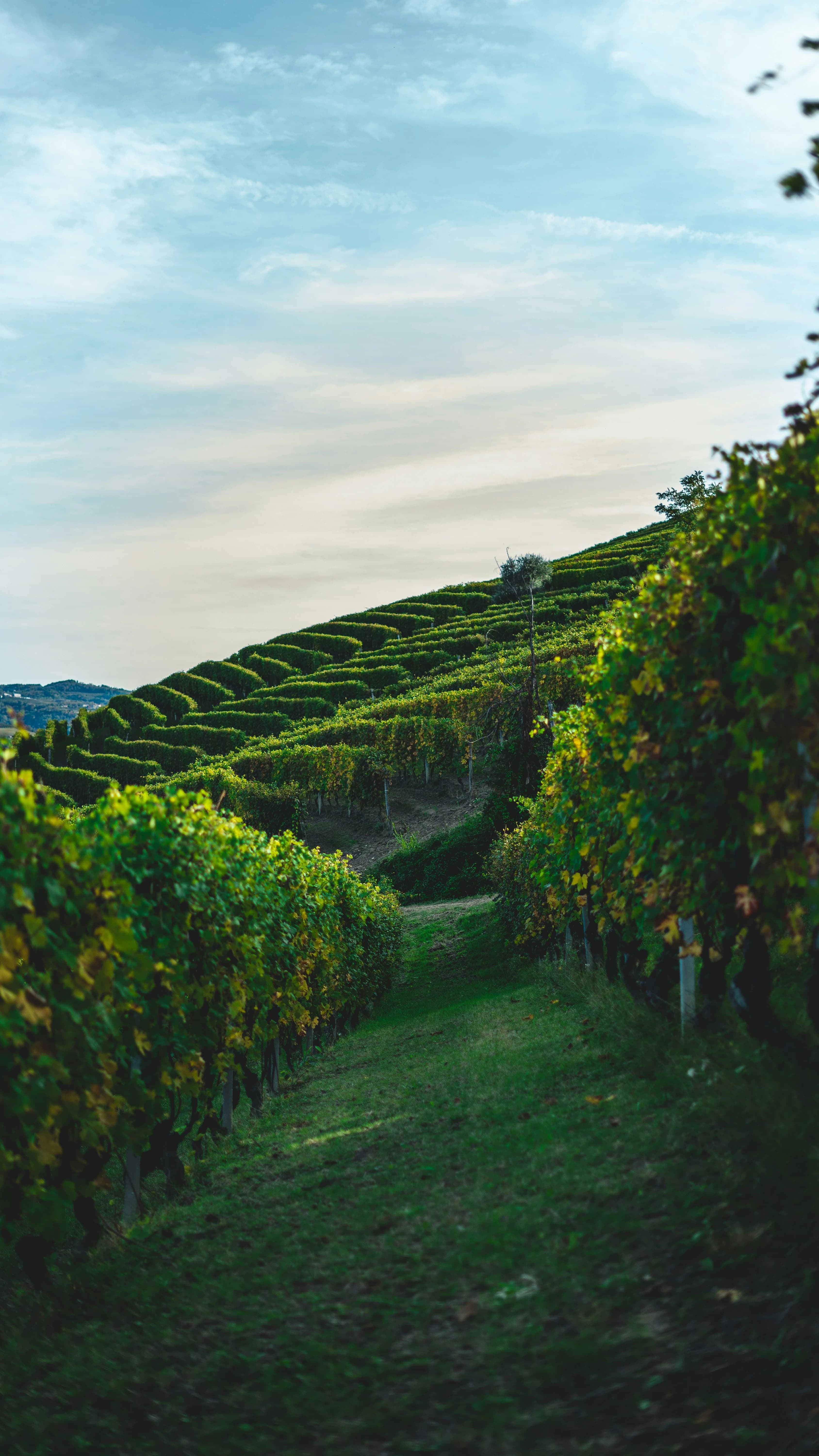 Scenic vineyard landscape